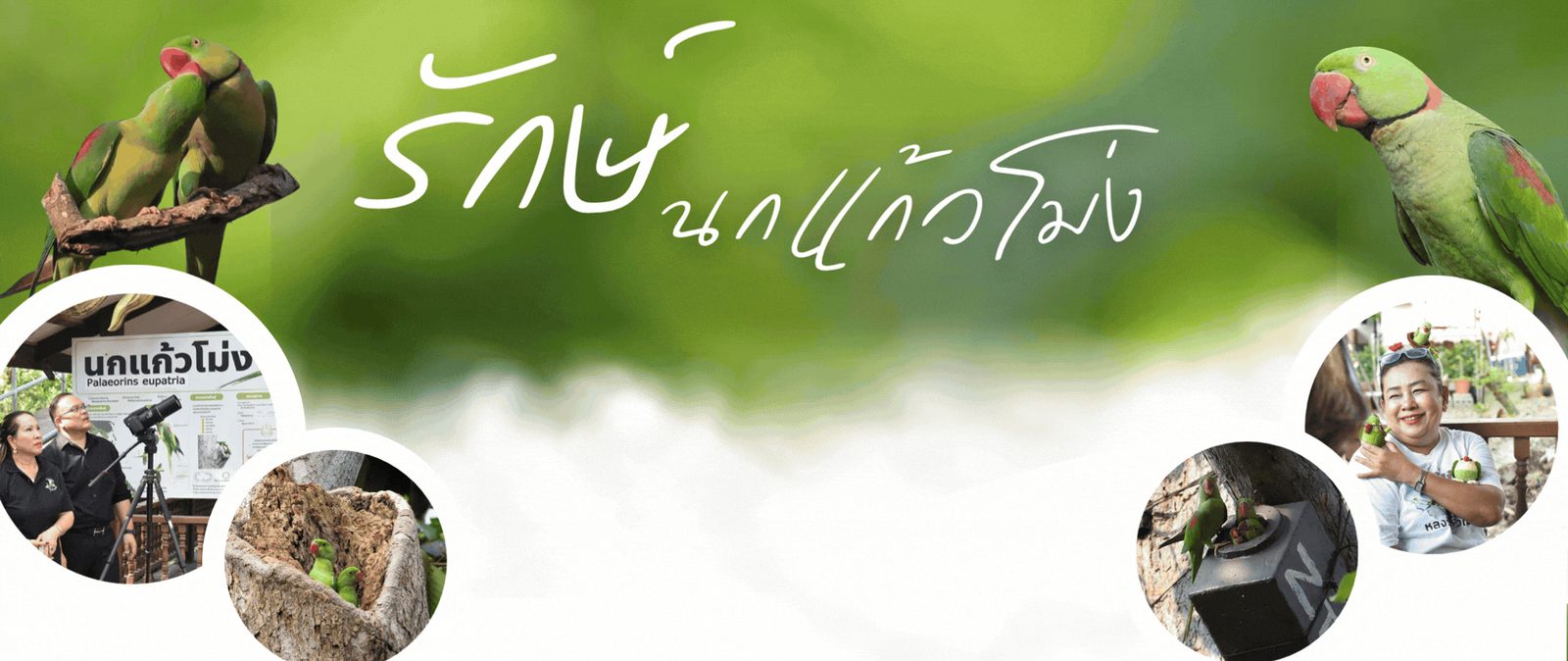 นกแก้วโม่ง